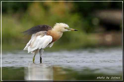 大快朵頤 爪哇池鷺 Javan Pond Heron