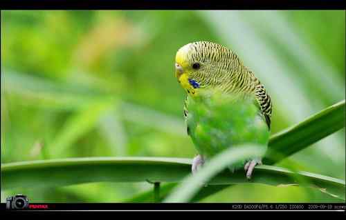 野外遇到虎皮鹦鹉