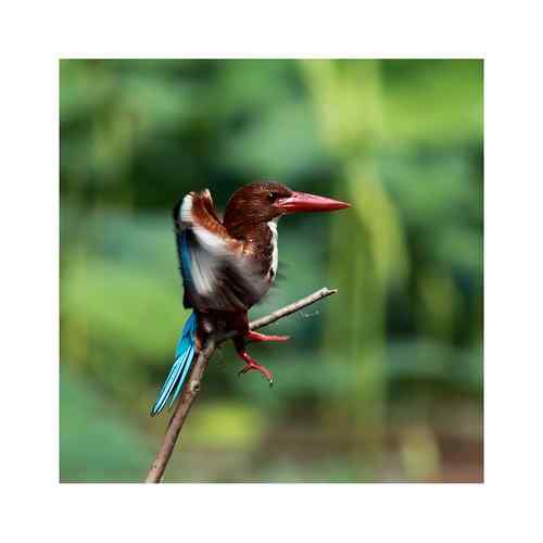 【参赛作品】白胸翡翠