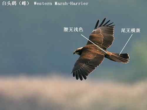 鹞的识别(归纳总结) 鹞的识别(归纳总结)