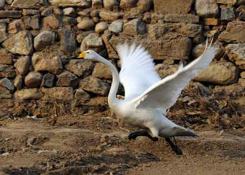 赏鹅却伤鹅：目睹了一只天鹅的受伤
