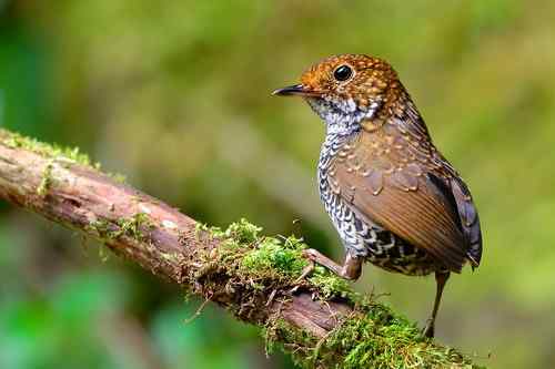 台湾山林隱者——鳞胸鹪鹛