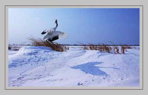 白雪皑皑 鹤的天堂