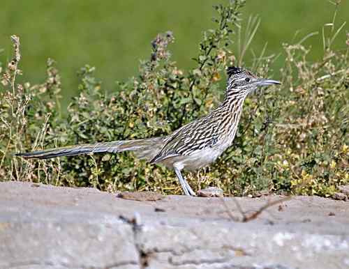 美国普通走鹃 Greater Roadrunner