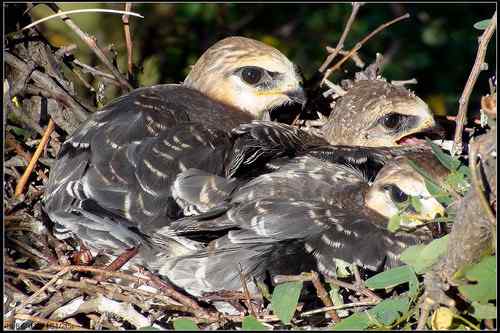 黑翅鸢，好鸟！