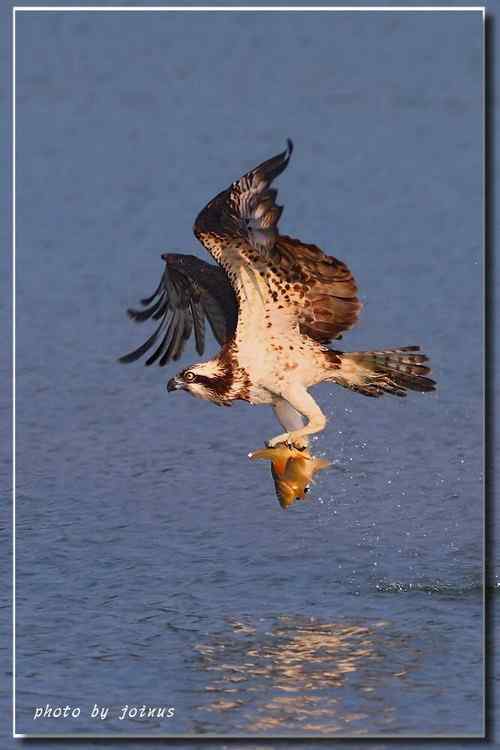 猛禽：今天吃鱼