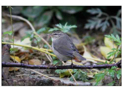 何种柳莺?多角度展示