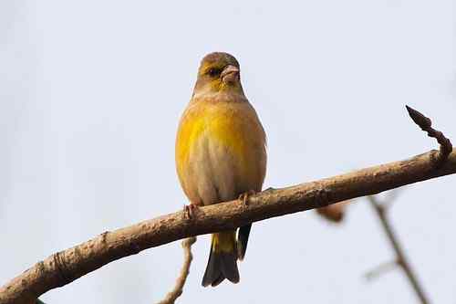 南京七里河 鸟类图片