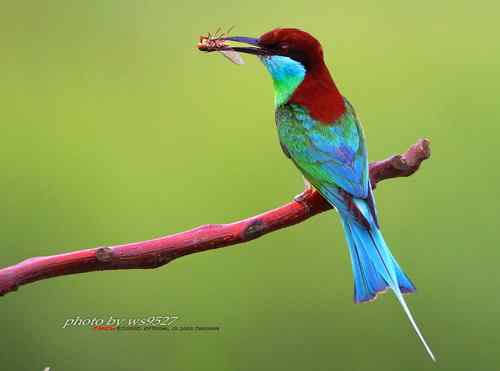 美丽养眼的蓝喉蜂虎