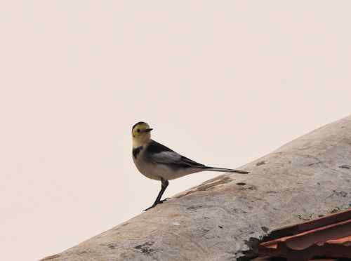 这是什么鹡鸰吗？