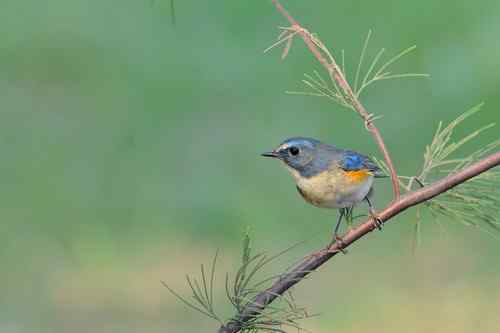 匆匆過客 台湾候鸟