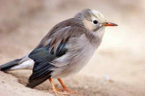 北京 二十几只林鸟