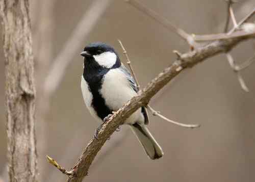 看看我长白山里的“宝贝” 看看我长白山里的“宝贝”