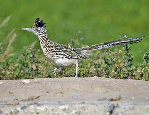 美国普通走鹃 Greater Roadrunner