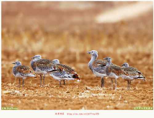 北京的大鸨（送两只隼）