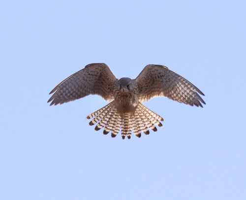 悬停飞姿大聚会