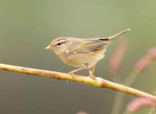 北京 二十几只林鸟