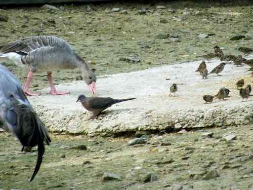 偷嘴吃的斑鸠 和麻雀一起偷吃饲料