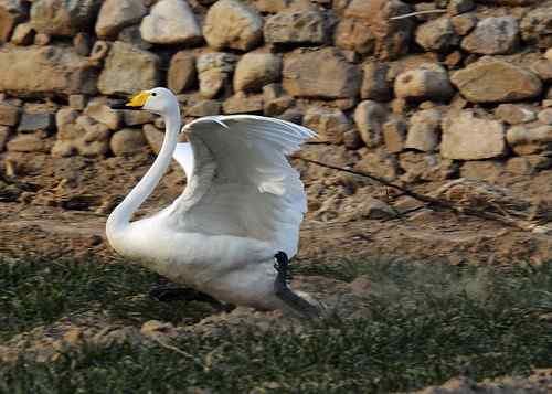 赏鹅却伤鹅：目睹了一只天鹅的受伤