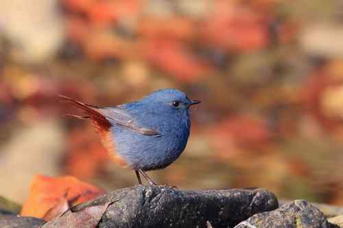 蓝色的鸟儿——红尾水鸲
