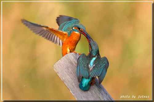 上天掉下來的禮物