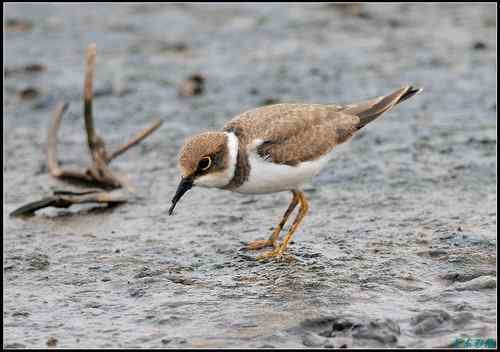 请教鸟名：亚成体金眶珩，还是铁嘴沙鸻非繁殖羽