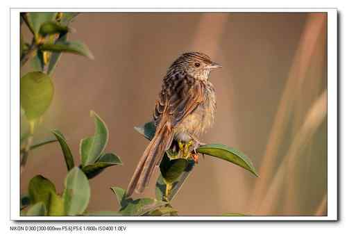 原画幅野生鸟类摄影俱乐部【精美组图】