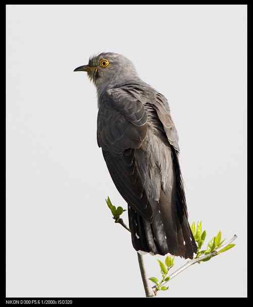 这是四声杜鹃吗？