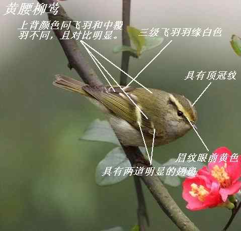黄眉柳莺和黄腰柳莺的主要特征