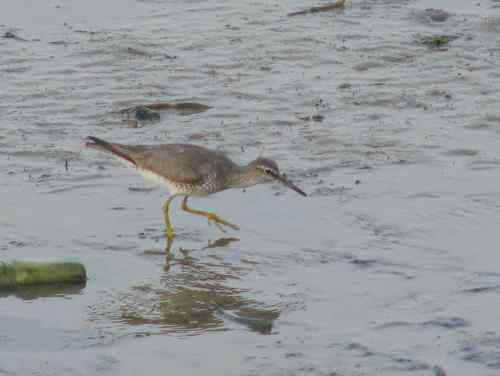 是漂鹬还是灰尾漂鹬呢？
