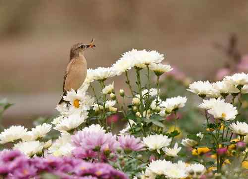 北京 二十几只林鸟