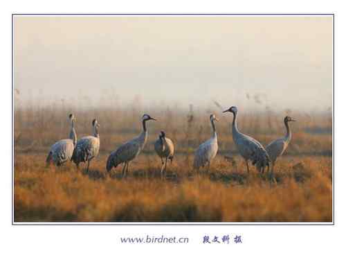 冬天里的灰鹤 清亮持久的叫声 冬天里的灰鹤 清亮持久的叫声