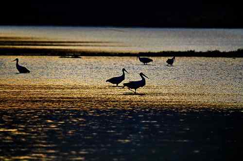 东方白鹳的致死 水质污染还是人为下毒? 东方白鹳的致死 水质污染还是人为下毒?