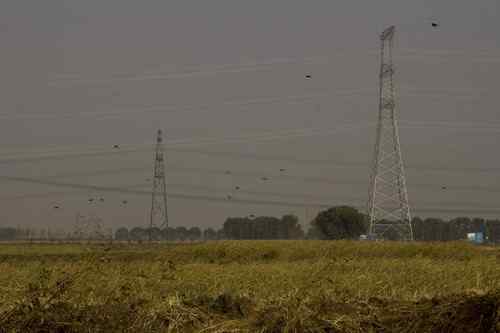 辽宁铁岭鸟人：联动救苍鹭