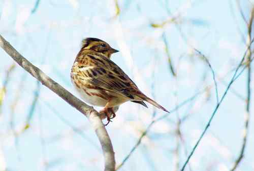 这是什么巫鸟？