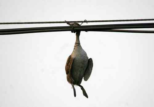 这是他杀？还是自杀？