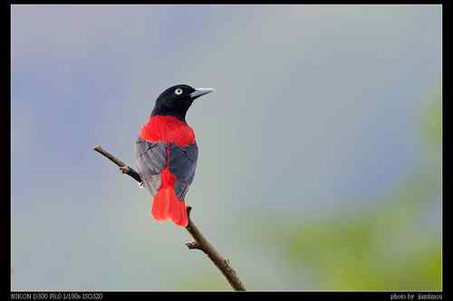 台湾山区拍鸟：美麗的朱鸝