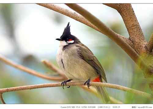 广东人观鸟散记