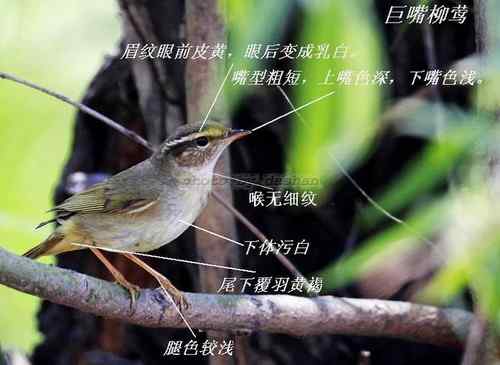 巨嘴柳莺和棕眉柳莺的区别