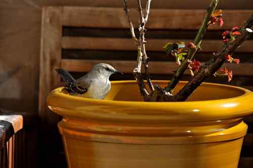 原画幅野生鸟类摄影俱乐部【精美组图】