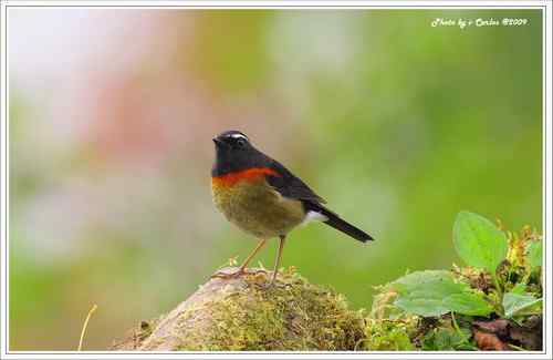 阿里山鴝(栗背林鸲)的祝福