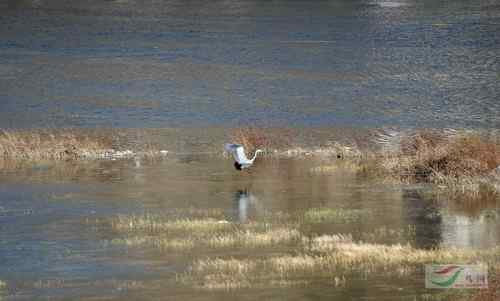 黑鹳喝啤酒 北京十渡成垃圾场
