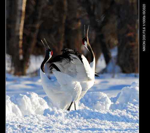 鹤鸣雪原日本札幌丹顶鹤