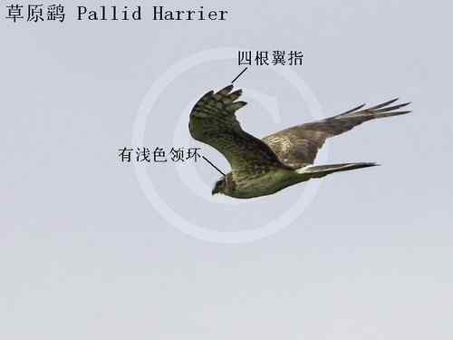 鹞的识别(归纳总结) 鹞的识别(归纳总结)