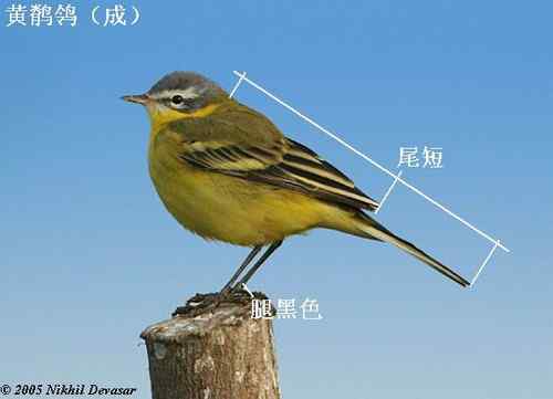 几种鹡鸰的辨别