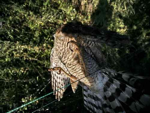 大连旅顺老铁山：发一组鸟友救鸟的照片