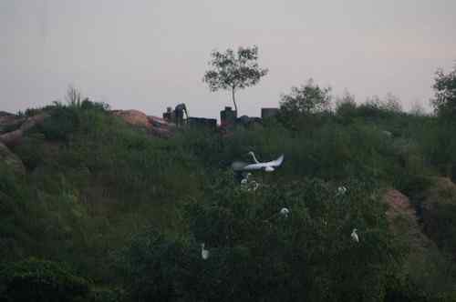 呼吁：珍惜深圳另一个“红树林”