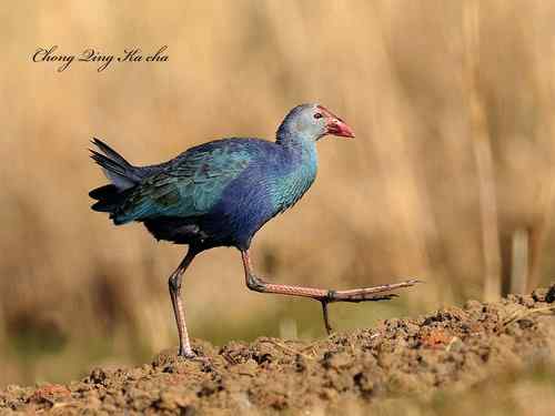 2010紫水鸡 重庆咔嚓作品