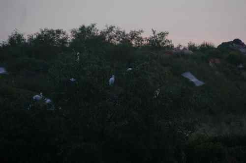 呼吁：珍惜深圳另一个“红树林”