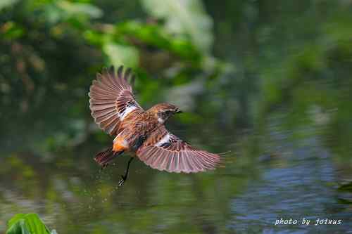 飛行及展翅之美